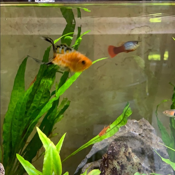 Meet your Posher, Suzanne - Picture 1 of 1